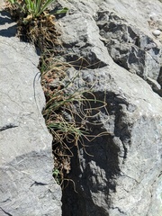 Allium marschalianum