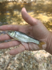 Luxilus chrysocephalus