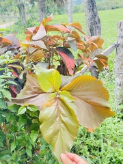 Acalypha wilkesiana