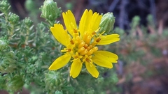 Deinandra minthornii