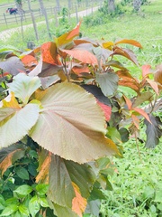 Acalypha wilkesiana