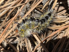 Lophocampa ingens