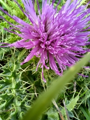 Cirsium acaule