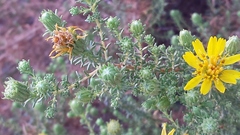 Deinandra minthornii