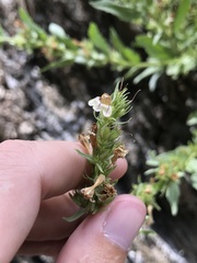 Penstemon deustus pedicellatus