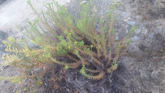 Deinandra minthornii