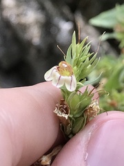 Penstemon deustus pedicellatus