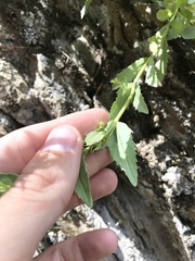 Penstemon deustus pedicellatus