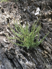 Penstemon deustus pedicellatus
