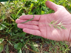 Bromus hordeaceus