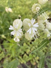 Silene vulgaris