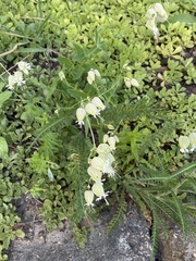 Silene vulgaris