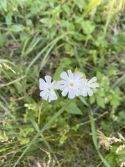 Silene vulgaris