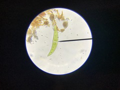 Closterium moniliferum