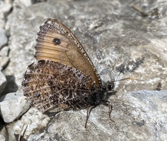 Oeneis glacialis