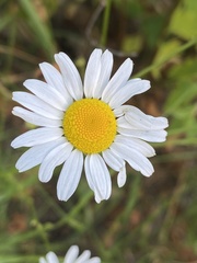 Tripleurospermum inodorum