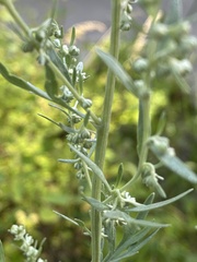 Artemisia absinthium