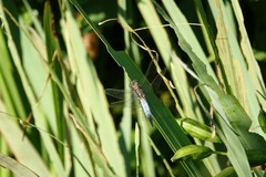 Orthetrum cancellatum