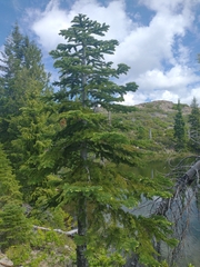 Abies magnifica shastensis