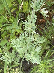 Artemisia absinthium