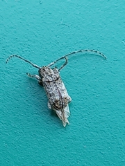 Aegomorphus modestus