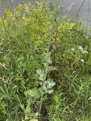 Artemisia absinthium