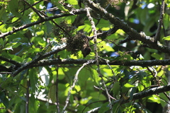 Funisciurus carruthersi