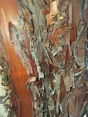 Arctostaphylos catalinae