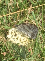 Melanargia larissa