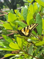 Papilio rutulus