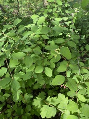Symphoricarpos albus