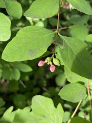 Symphoricarpos albus