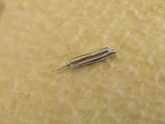 Mesocrambus candiellus