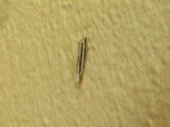 Mesocrambus candiellus