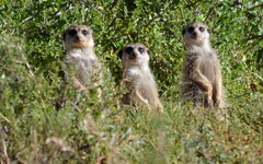 Suricata suricatta