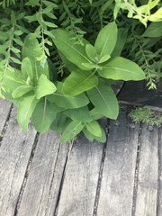 Asclepias syriaca
