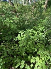 Symphoricarpos albus