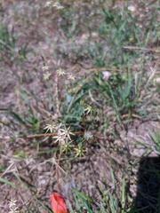 Crepis pulchra