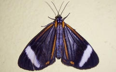 Hyalurga sora