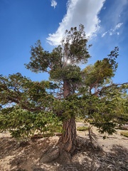 Pseudotsuga menziesii glauca