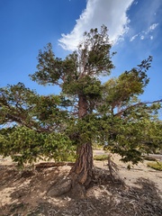 Pseudotsuga menziesii glauca