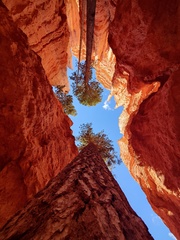 Pseudotsuga menziesii glauca