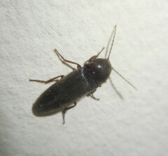 Elateridae