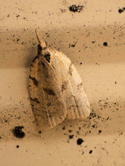 Sparganothis umbrana