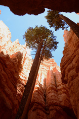 Pseudotsuga menziesii glauca