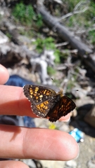 Phyciodes pulchella