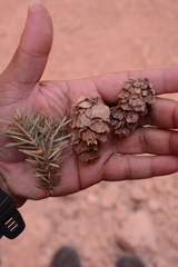 Pseudotsuga menziesii glauca