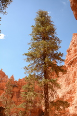 Pseudotsuga menziesii glauca