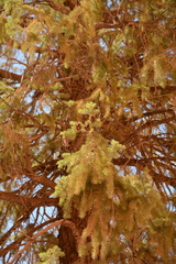 Pseudotsuga menziesii glauca