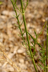 Cephalaria leucantha